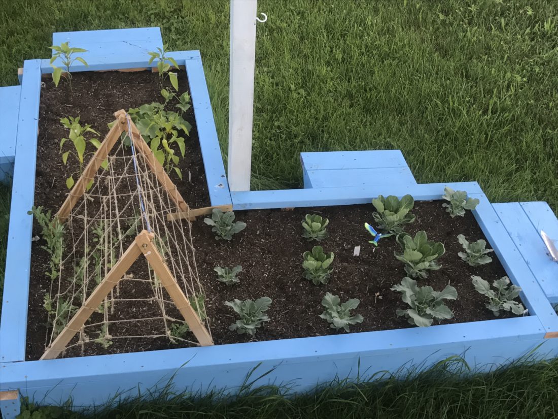 Smaller but plentiful How to downsize a garden and free up time News